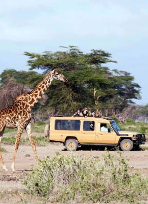 Giraffe beside a safari vehicle in Enduimet