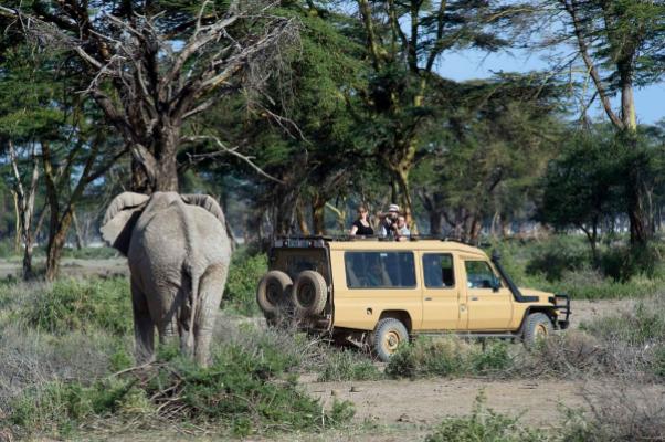 Elephant close to a game-drive vehicle in Enduimet