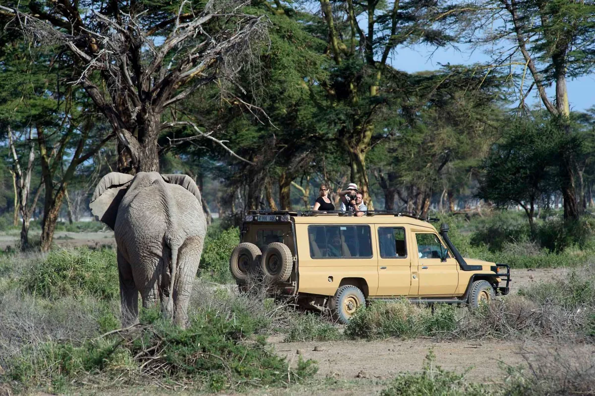 Elephant close to a game-drive vehicle in Enduimet