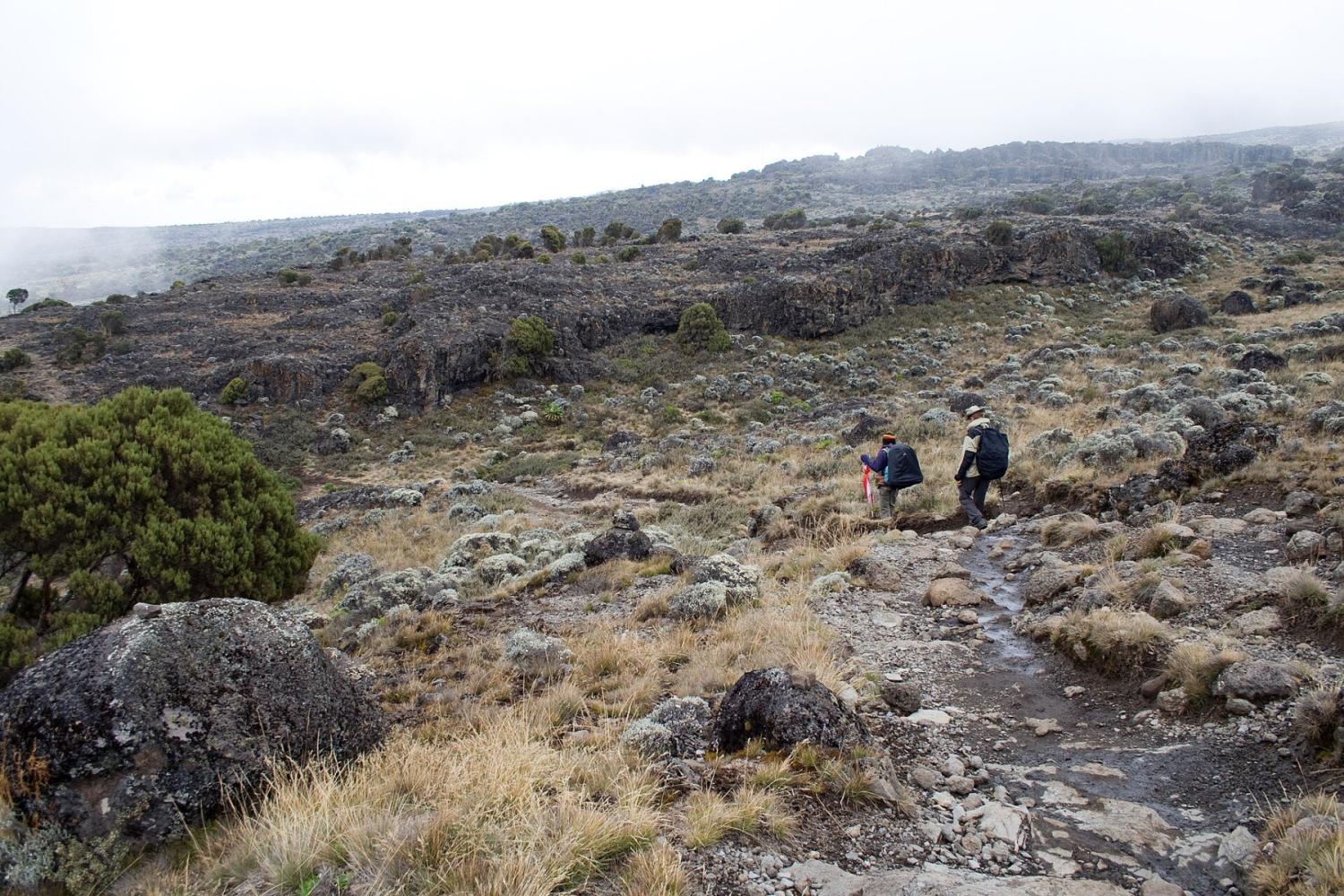 Lemosho Route, Mount Kilimanjaro