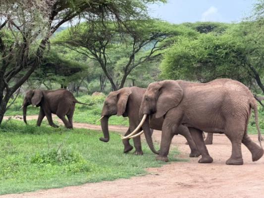 Tarangire National Park