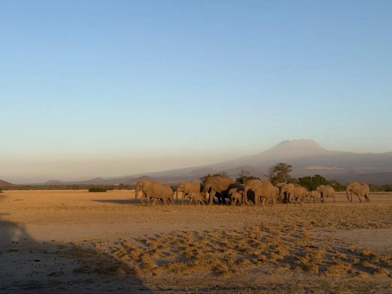 An elephant herd crossing the plains below Kilimanjaro at golden hour