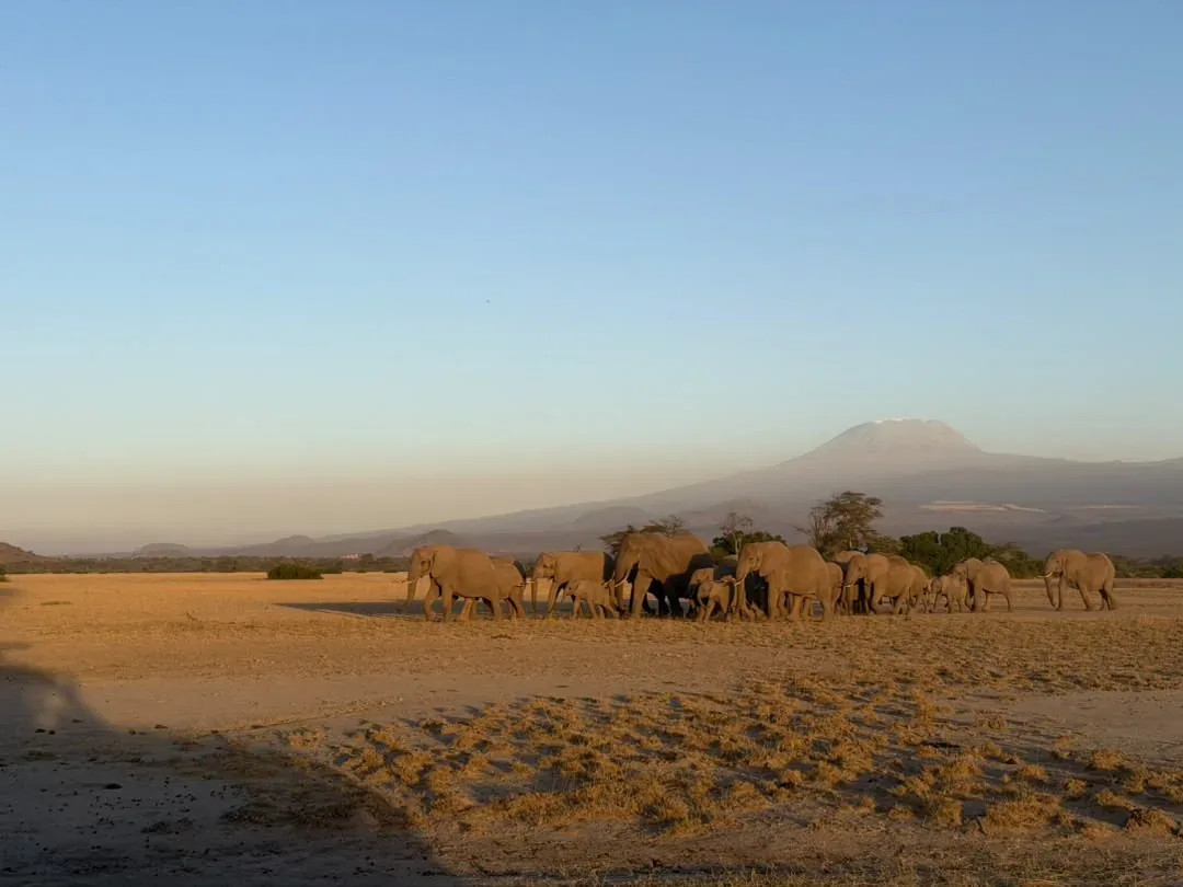 An elephant herd crossing the plains below Kilimanjaro at golden hour