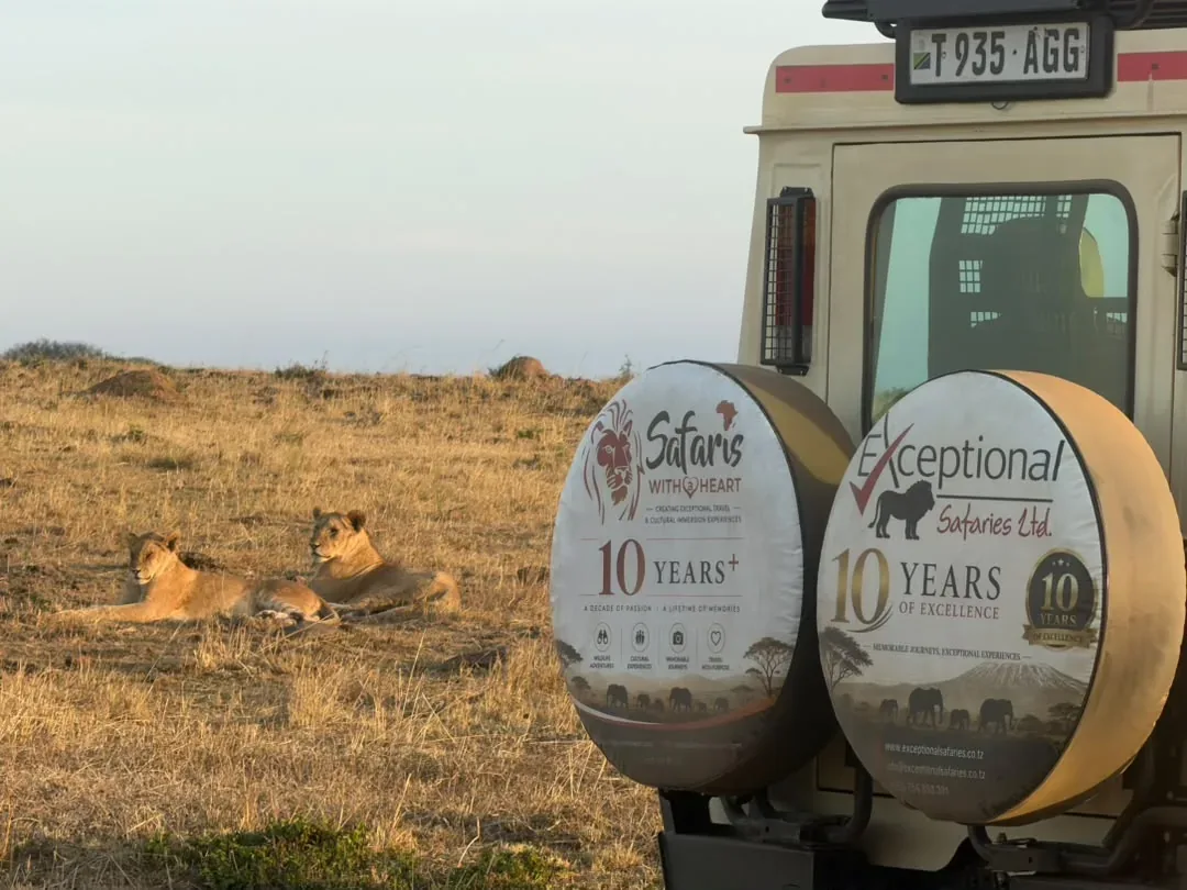 Lions resting in the grass beside an Exceptional Safaries Land Cruiser