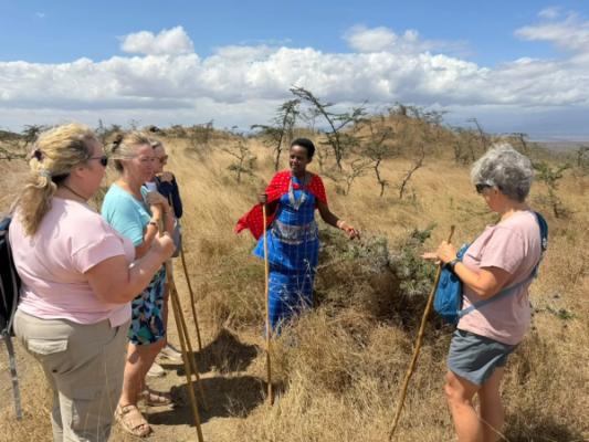 A Maasai guide showing guests the plants of the bush