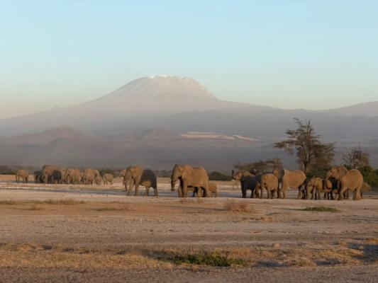 West-Kilimandscharo – Elephants walking in a line beneath Mount Kilimanjaro
