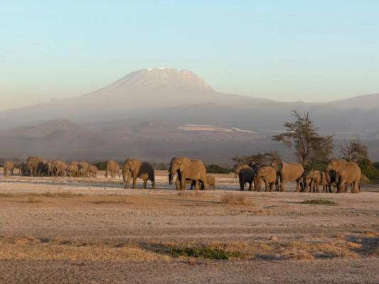 Enduimet – An elephant herd on the plains with Kilimanjaro on the horizon