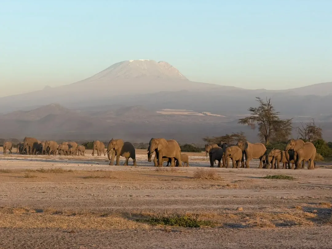 Enduimet – An elephant herd on the plains with Kilimanjaro on the horizon