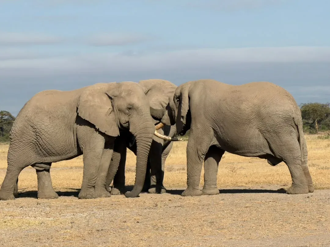 Enduimet – Two elephants greeting each other trunk to trunk