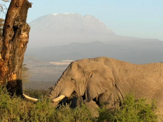 Osiligilai – A bull elephant with Mount Kilimanjaro rising behind