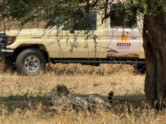 Central Serengeti – A cheetah resting in the shade beside an Exceptional Safaries vehicle