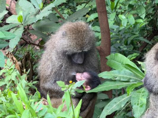 Lake Manyara National Park – An olive baboon mother holding her newborn baby