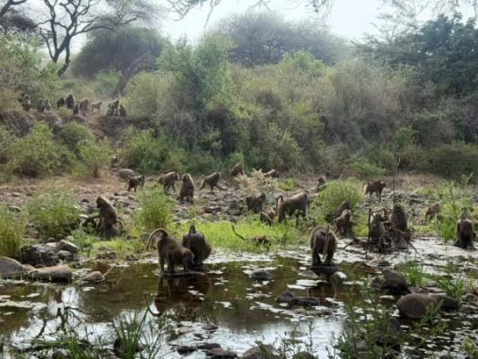 Cratère du Ngorongoro, parcs nationaux du lac Manyara et de Tarangire – 8 jours – Baboons drinking from pools in the forest