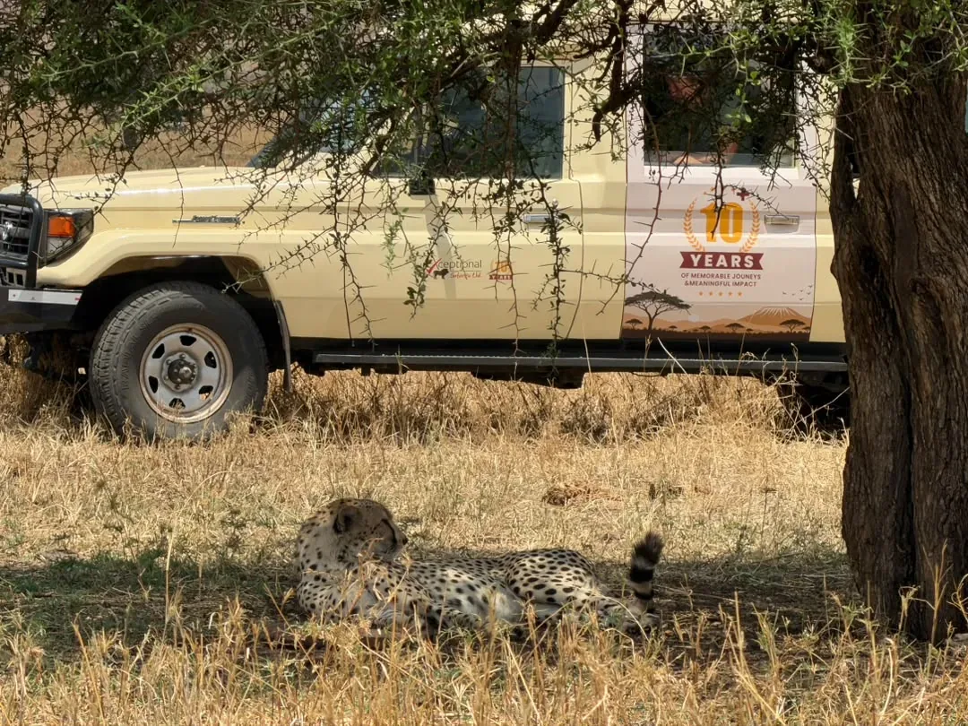 Northern Serengeti, Ngorongoro Crater and Tarangire – 9 Days – A cheetah resting in the shade beside an Exceptional Safaries vehicle