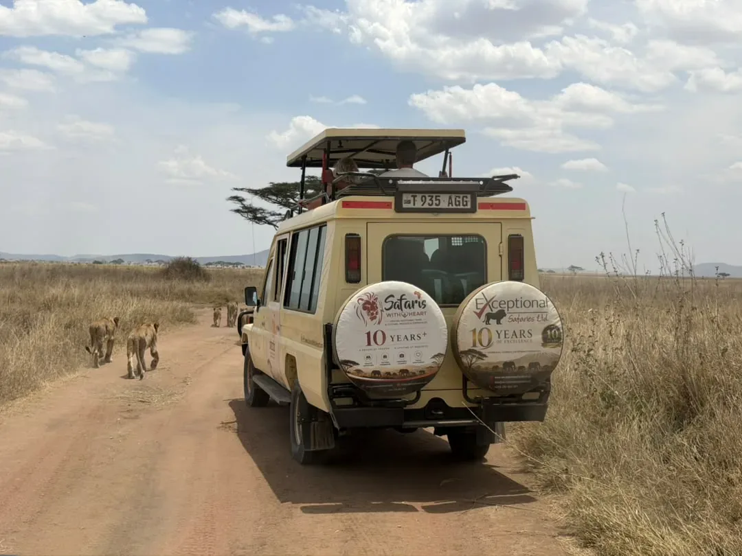 Northern Serengeti, Ngorongoro Crater and Tarangire – 9 Days – Lions walking along the track ahead of an Exceptional Safaries Land Cruiser
