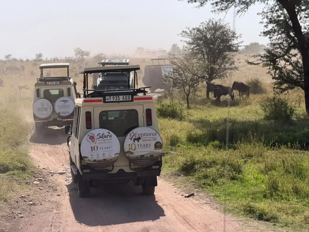 Northern Serengeti, Central Serengeti, Ngorongoro Crater and Tarangire – 11 Days – Safari vehicles on a dirt track as wildebeest cross between the trees