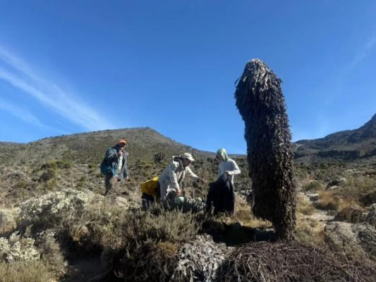 Kilimanjaro Rongai Route – 7 Days – Climbers beside a giant groundsel on Kilimanjaro