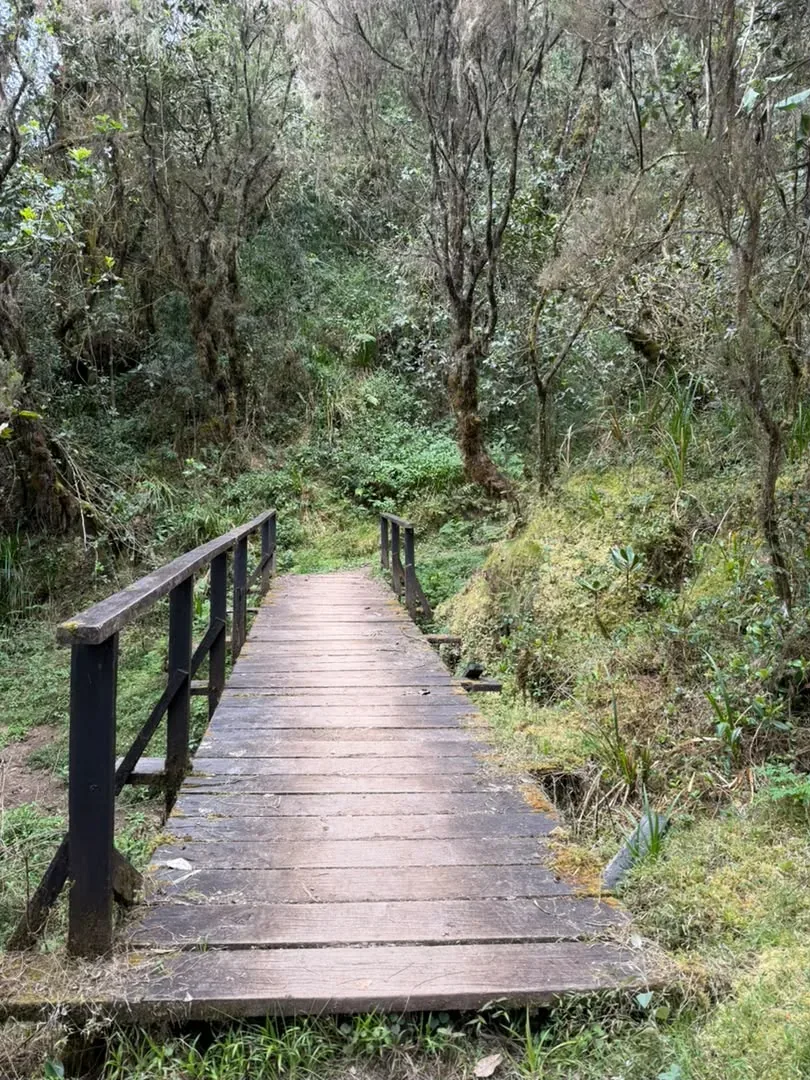 Kilimanjaro Umbwe Route – 6 Days – A wooden footbridge on the Kilimanjaro rainforest trail