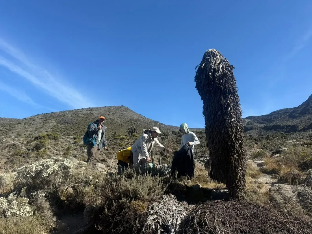 Kilimanjaro Umbwe Route – 6 Days – Climbers beside a giant groundsel on Kilimanjaro