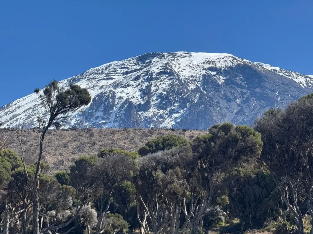 Kilimanjaro, ruta Northern Circuit – 9 días – The snowy dome of Kibo above the heather