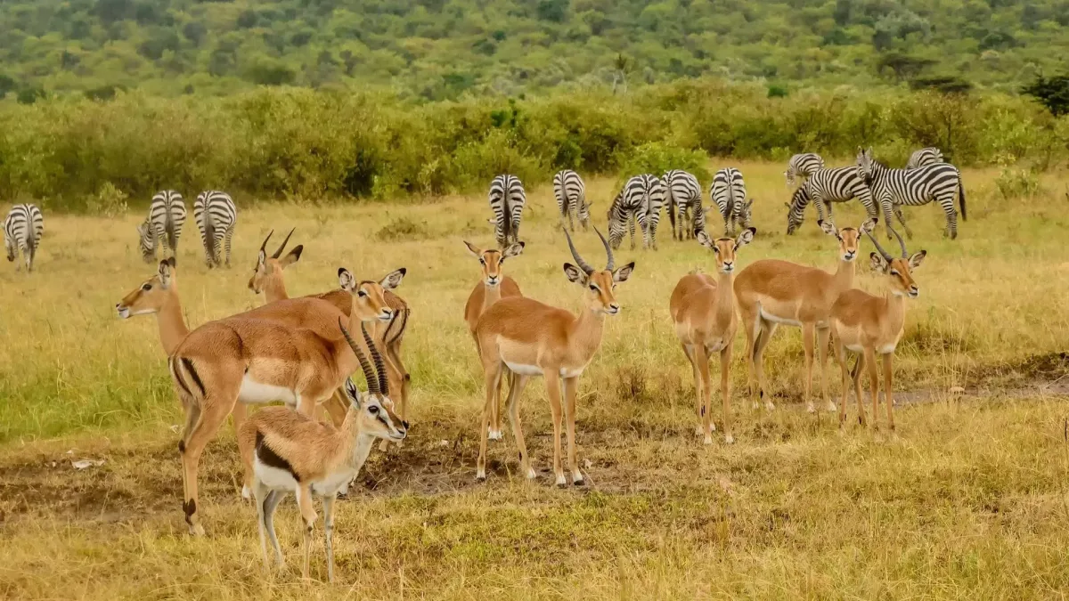 Arusha