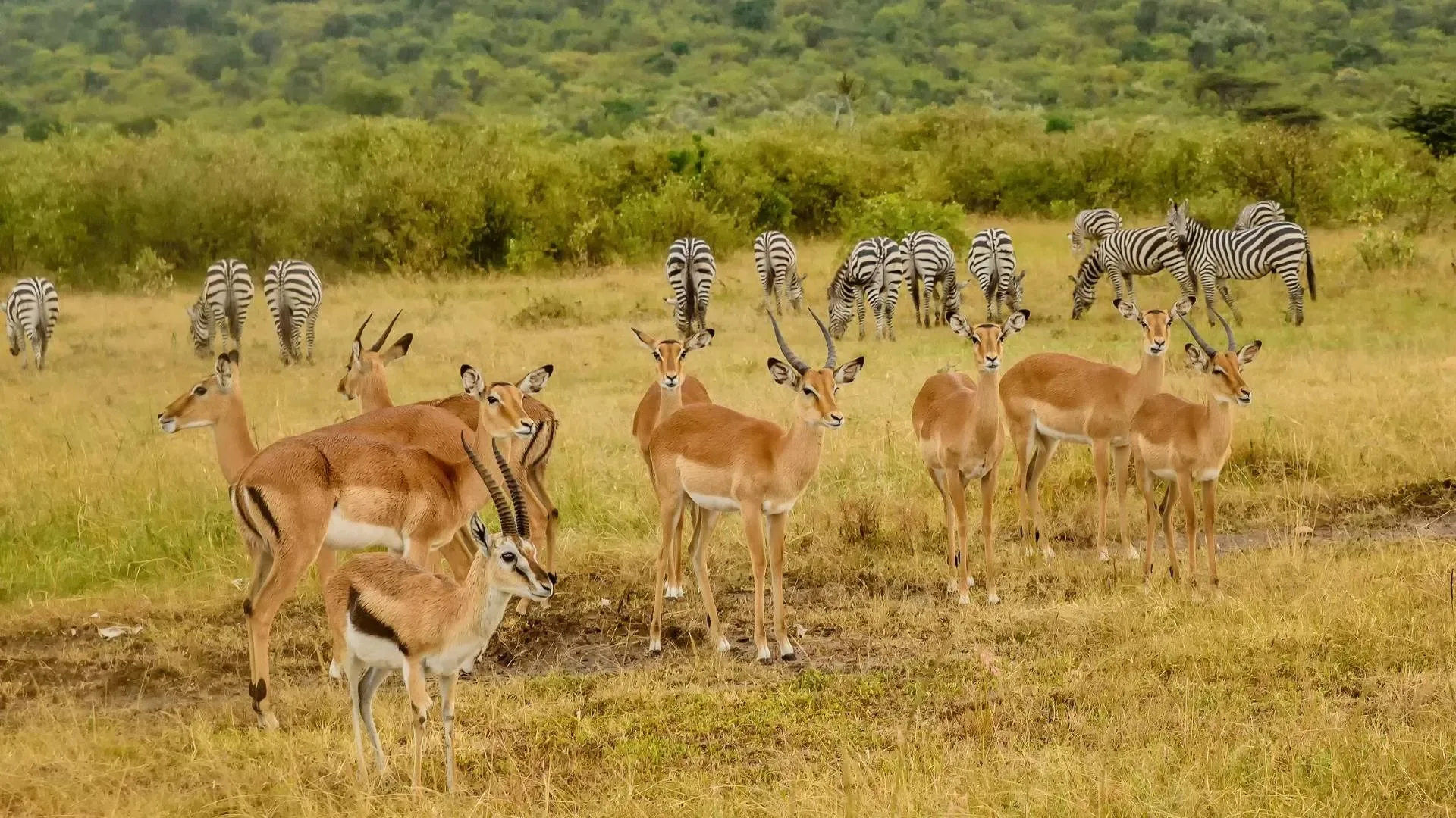 Arusha