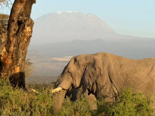 Radtour Lake Duluti & West-Kilimandscharo – An elephant feeding beneath snow-capped Mount Kilimanjaro