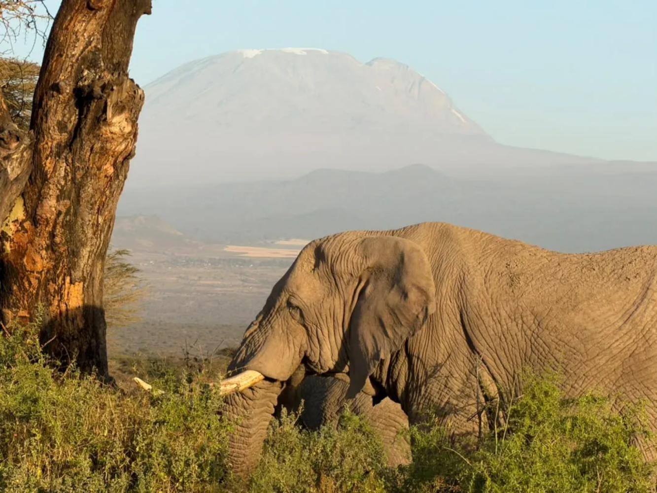 Lake Duluti & West Kilimanjaro Bike Tour – An elephant feeding beneath snow-capped Mount Kilimanjaro