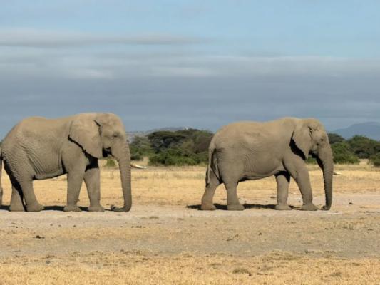 Radtour am West-Kilimandscharo – Two elephants walking across the dry plains