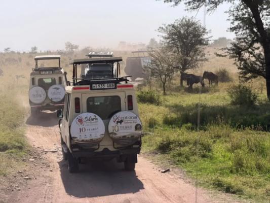 Safari en montgolfière – Safari vehicles on a dirt track as wildebeest cross between the trees