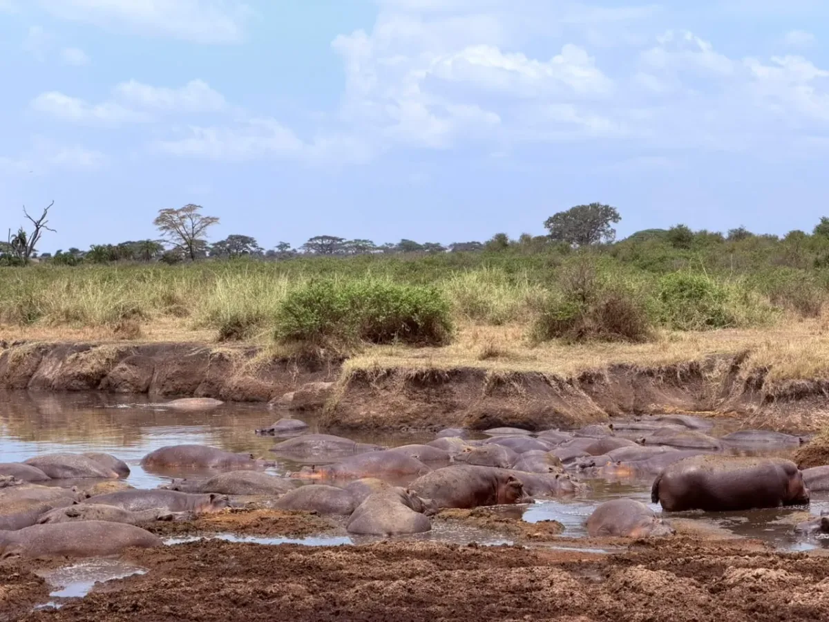 Zentrale Serengeti – Hippos packed into a muddy river pool in the central Serengeti