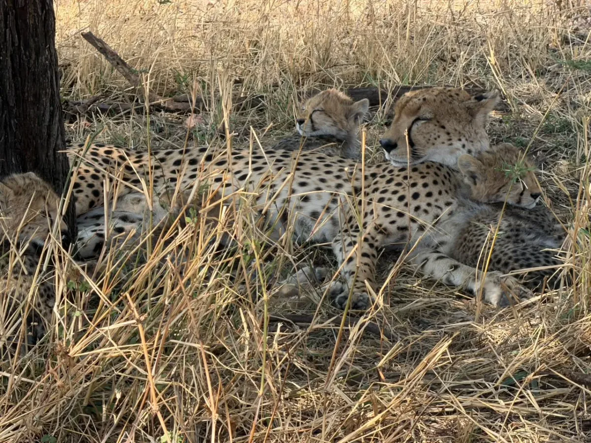 Zentrale Serengeti – A group of cheetahs resting together in the long grass