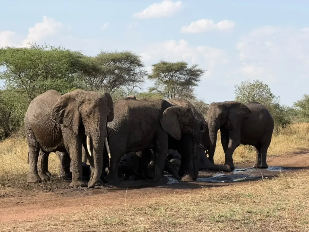 Zentrale Serengeti – Elephants gathered around a waterhole