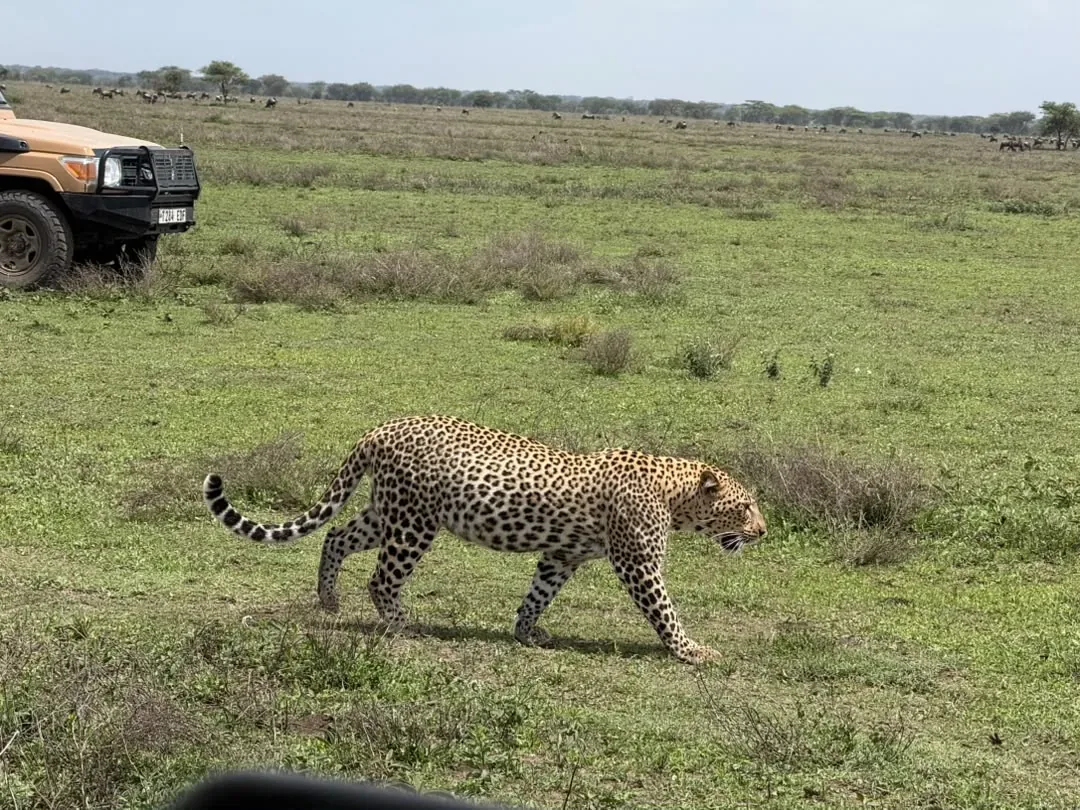 Southern Serengeti – A leopard walking across the green plains in daylight