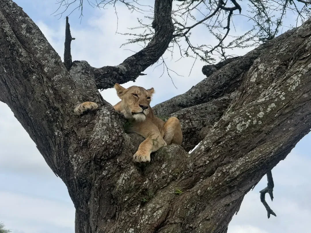 Southern Serengeti – A lioness resting in the fork of an acacia tree