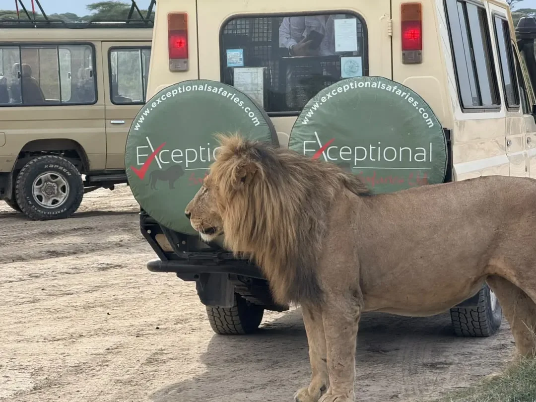 Southern Serengeti – A male lion walking past the Exceptional spare-wheel cover of our Land Cruiser