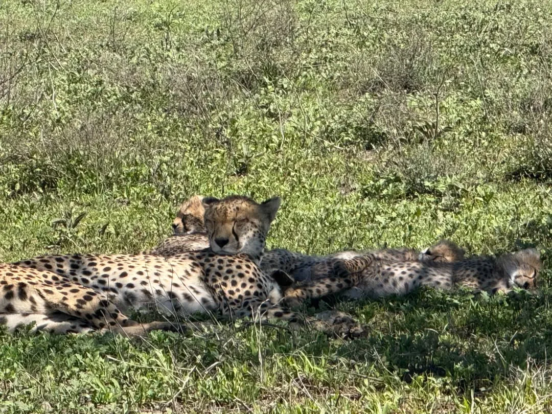 Southern Serengeti – Cheetahs resting together in green grass