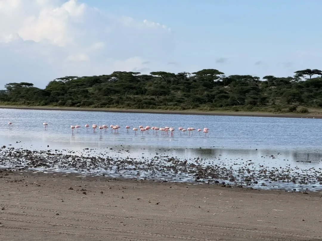 Southern Serengeti – Flamingos wading along the shore of Lake Ndutu