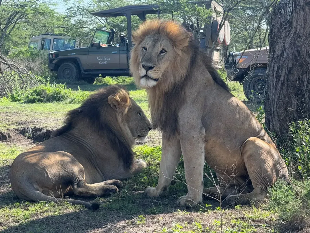 Southern Serengeti – Two male lions resting beside safari vehicles in the shade