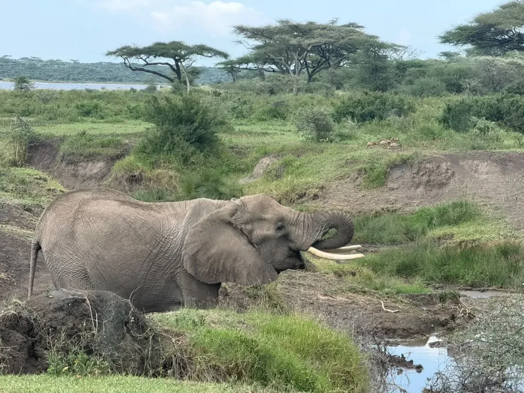 Southern Serengeti – An elephant drinking from a stream