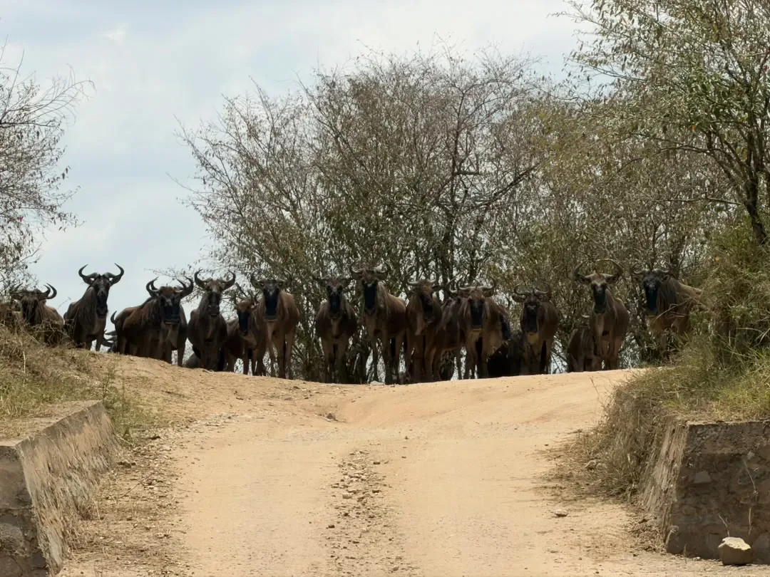 Norte del Serengeti – A line of wildebeest waiting on the road beside the trees