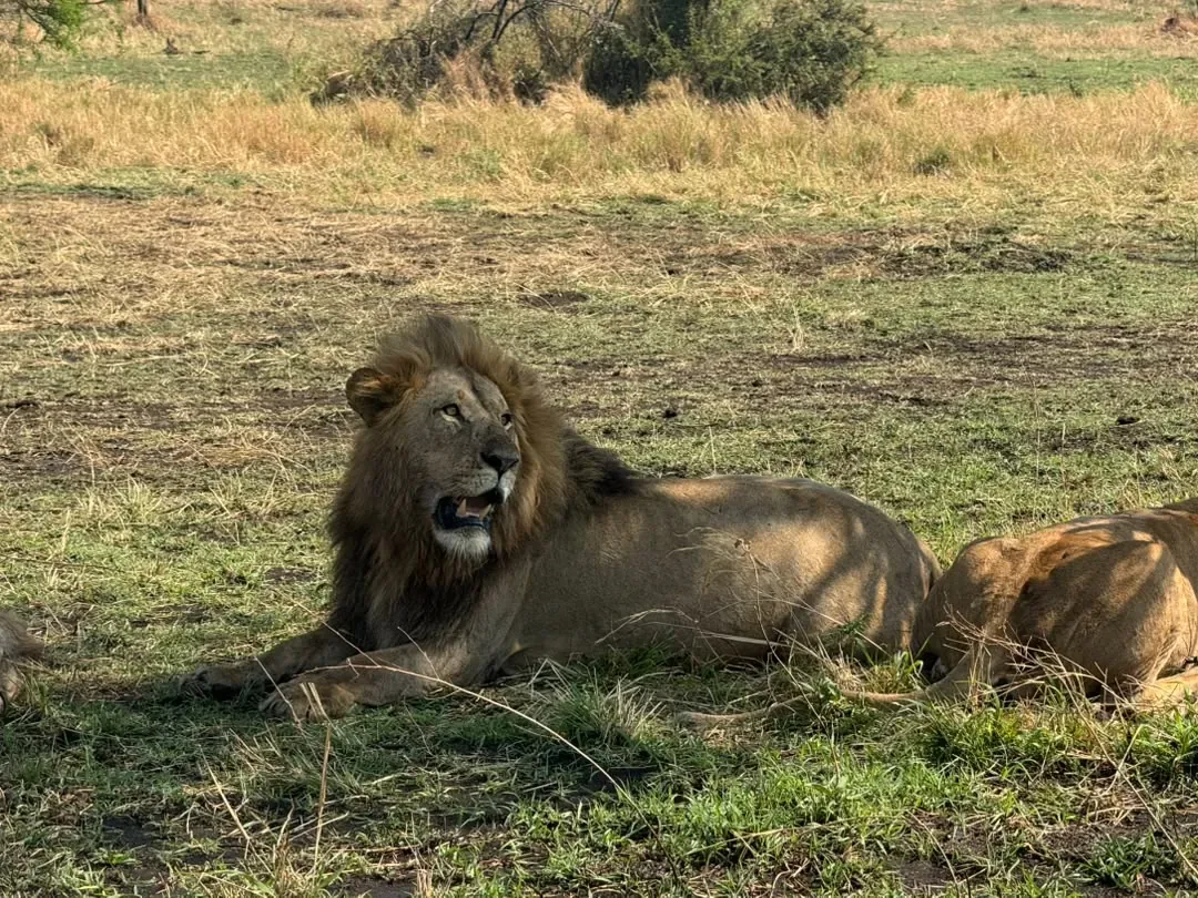 Western Corridor – A male lion lying in the grass beside the pride