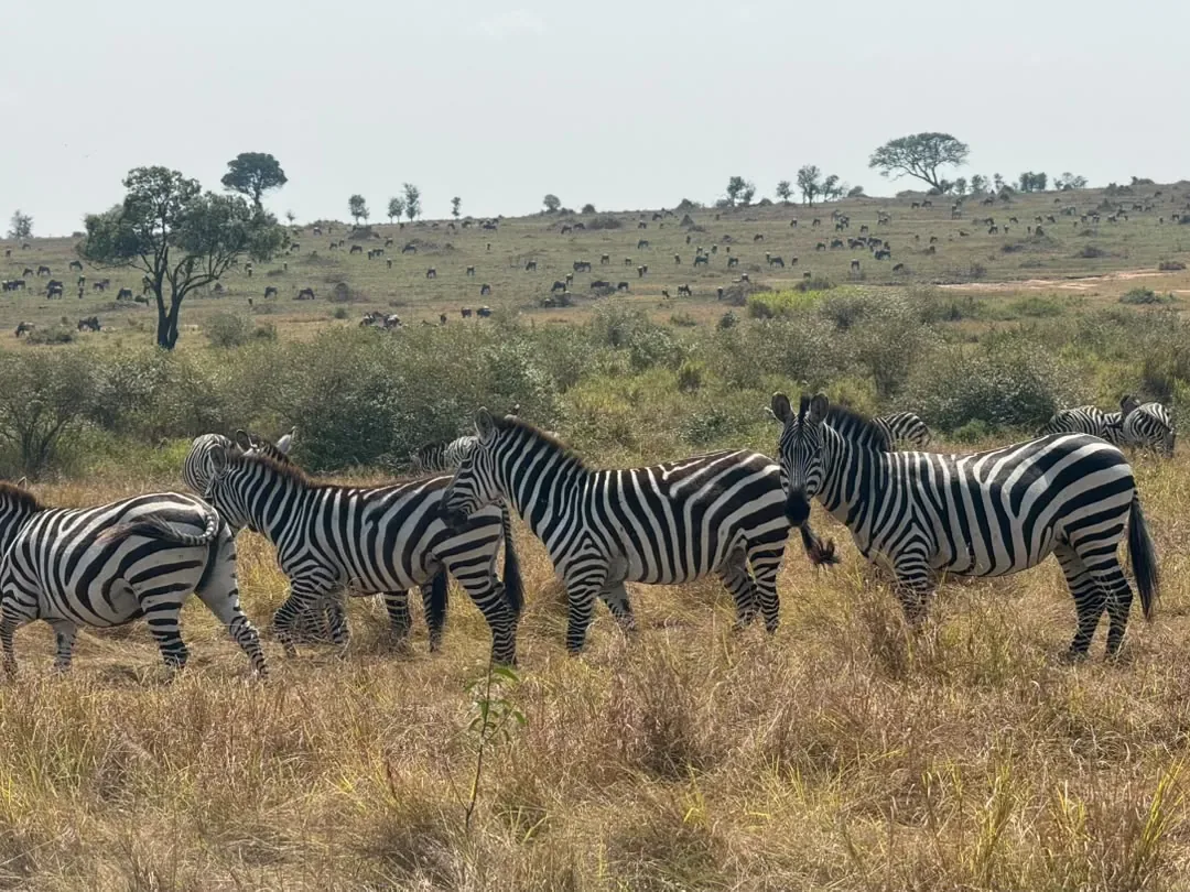 Western Corridor – Zebras on the plains with wildebeest scattered behind