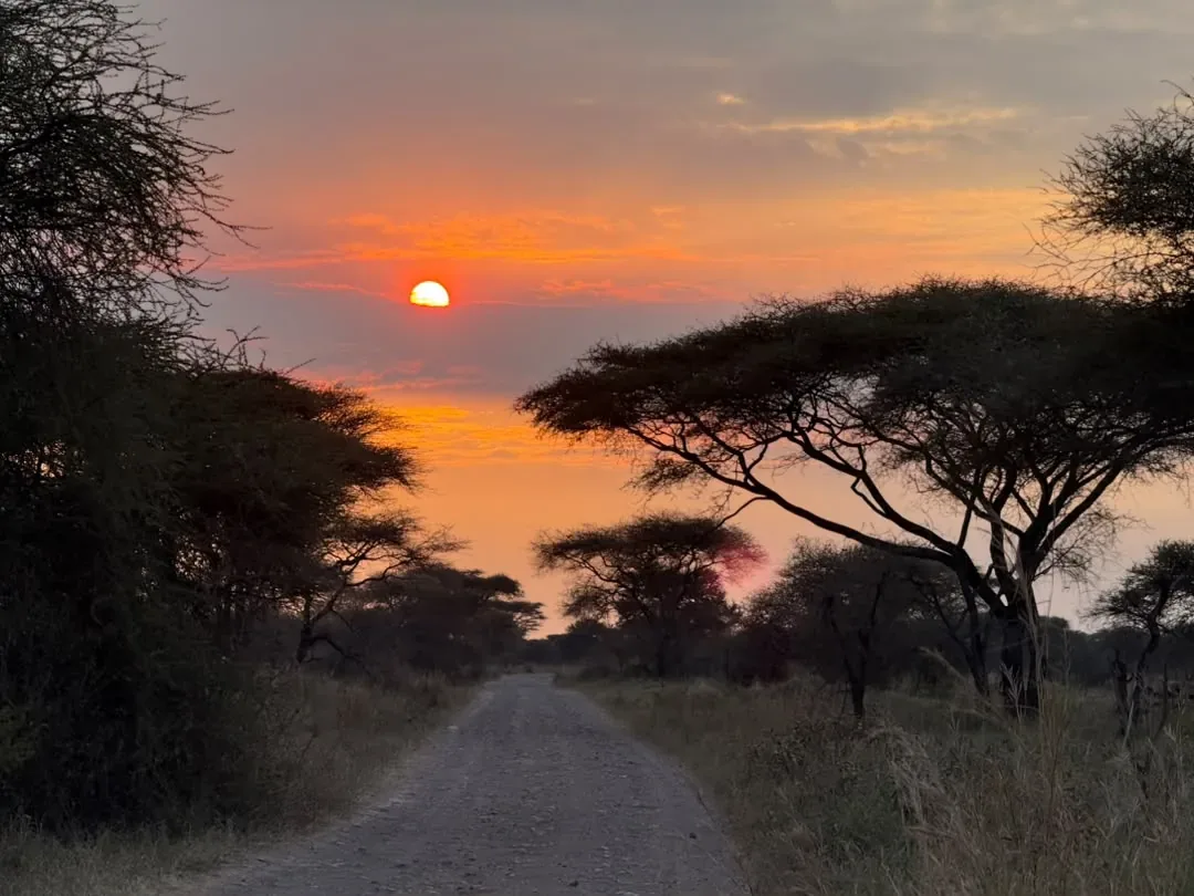Western Corridor – The sun setting at the end of a road framed by acacias