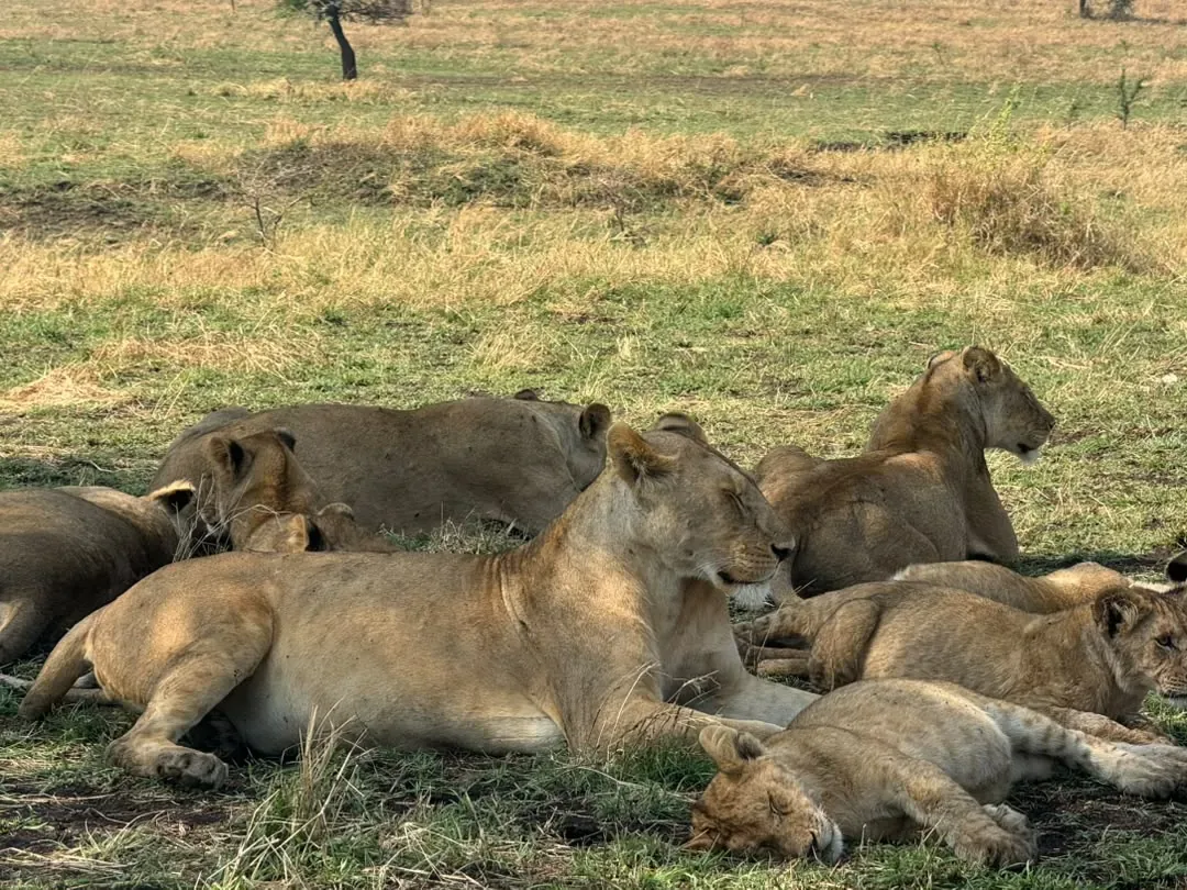 Western Corridor – A pride of lionesses and young lions resting together