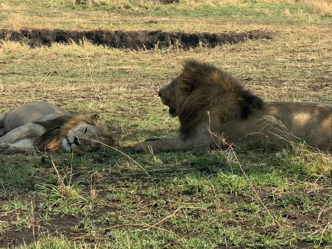 Western Corridor – Two male lions resting in the grass