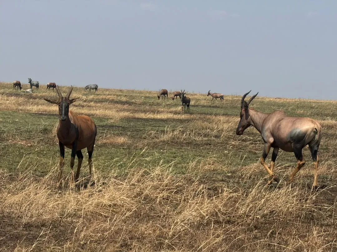 Western Corridor – Topi antelope standing on the open plains