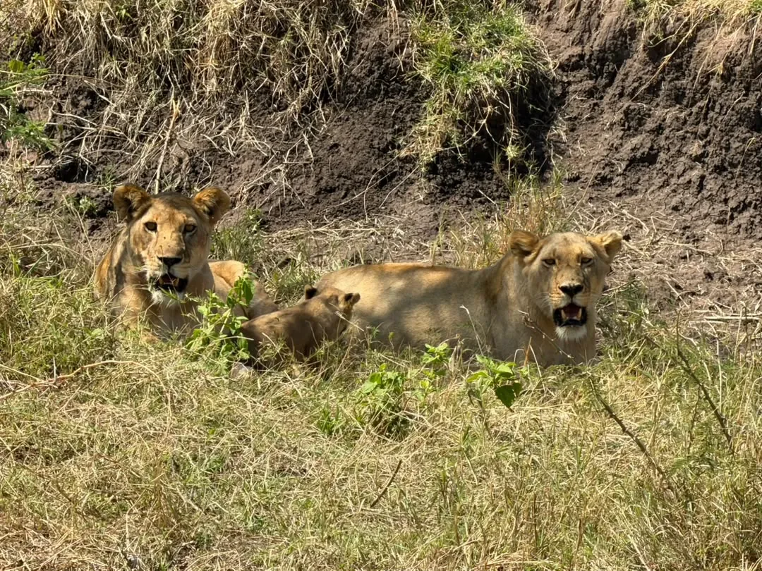 Western Corridor – Lionesses with a cub lying in a grassy gully