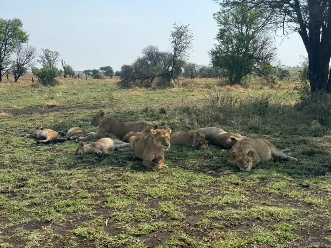 Western Corridor – A lion pride resting under the trees
