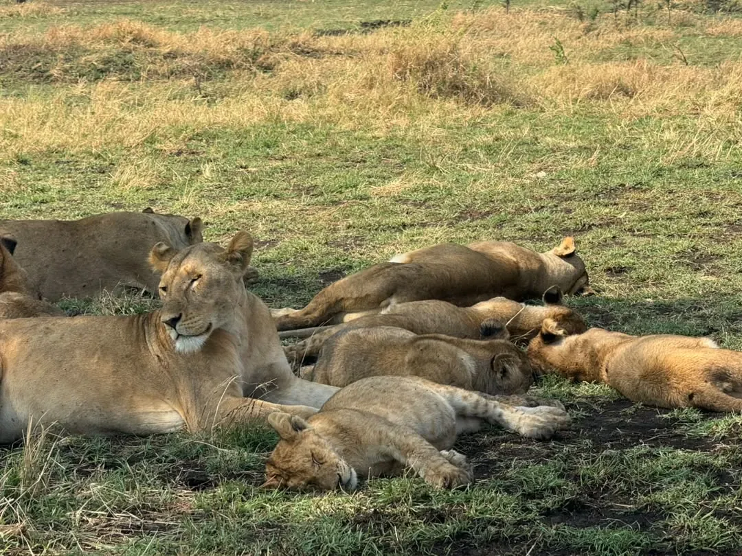 Western Corridor – A pride of lions sleeping together